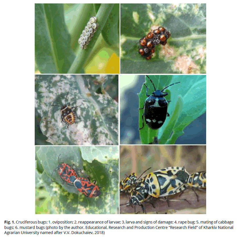 ukrainian-journal-ecology-Cruciferous-bugs