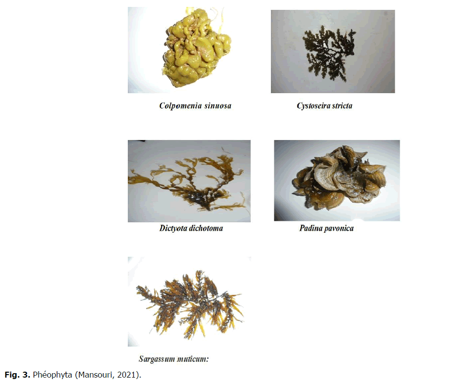 ukrainian-journal-ecology-Pheophyta-Mansouri