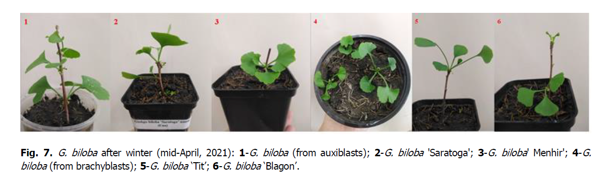 ukrainian-journal-ecology-auxiblasts