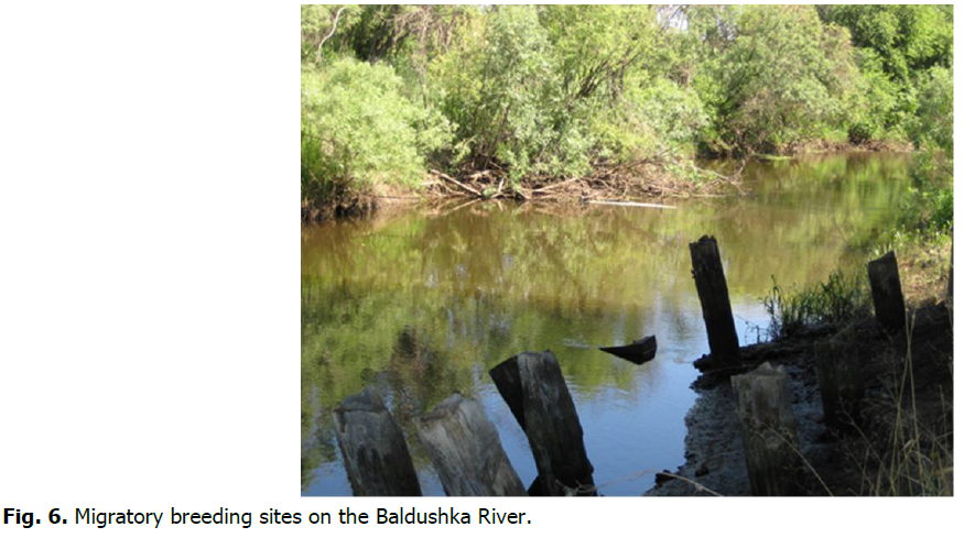 ukrainian-journal-ecology-baldushka-river