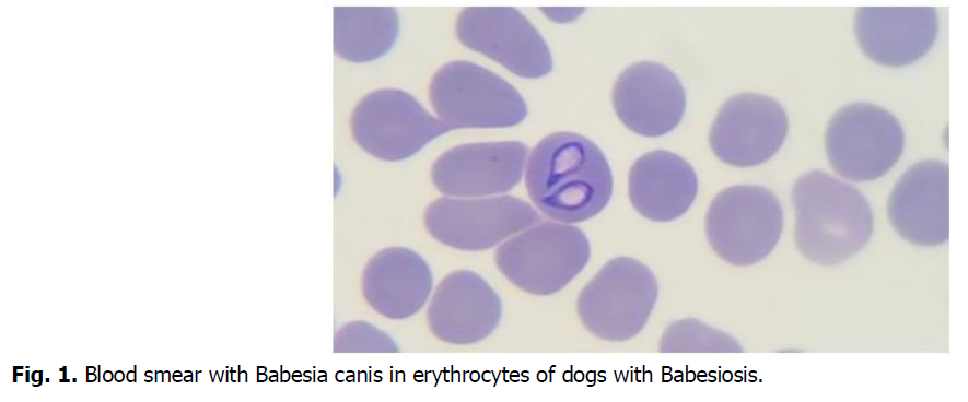 ukrainian-journal-ecology-blood-smear