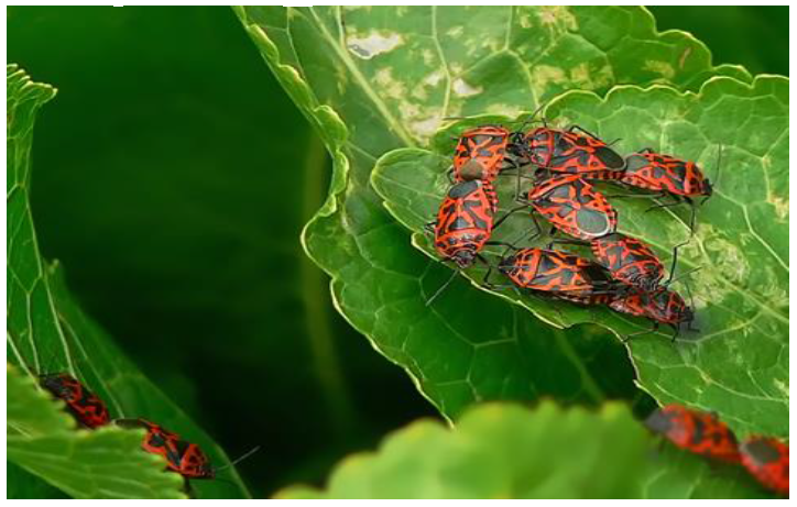 ukrainian-journal-ecology-cabbage-bugs