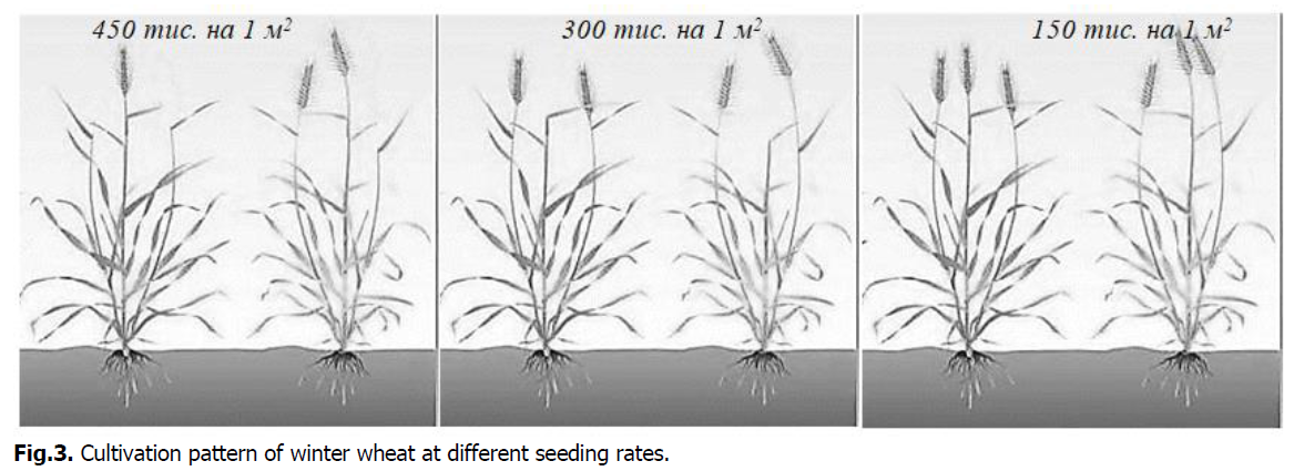 ukrainian-journal-ecology-cultivation-pattern