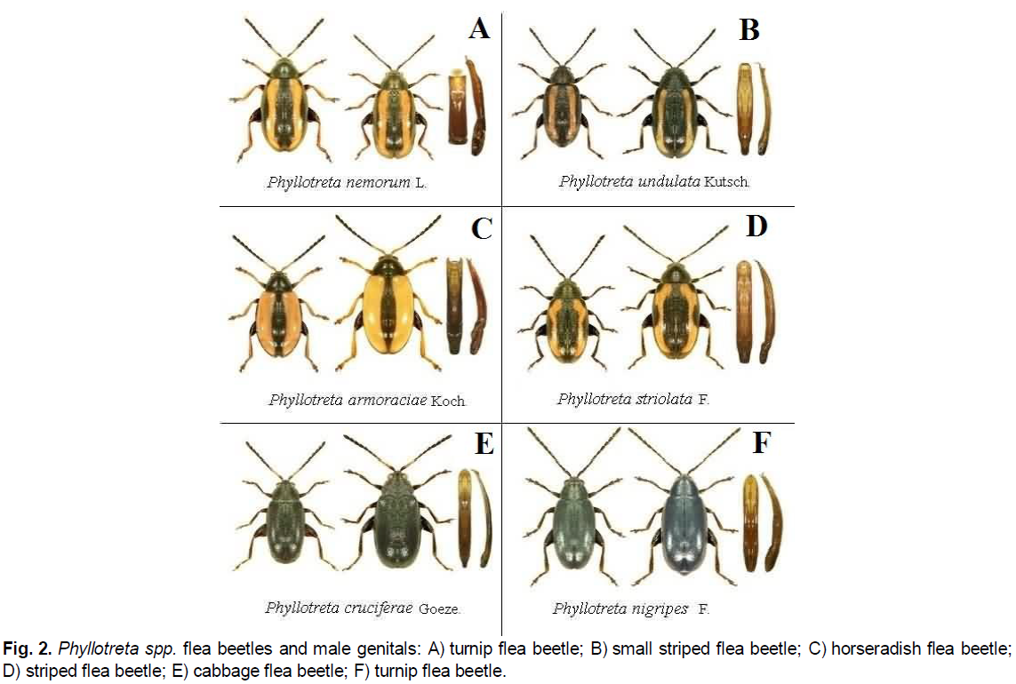 ukrainian-journal-ecology-genitals