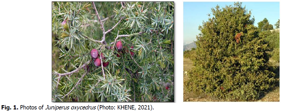 ukrainian-journal-ecology-juniperus