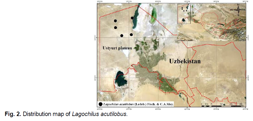 ukrainian-journal-ecology-lagochilus-acutilobus