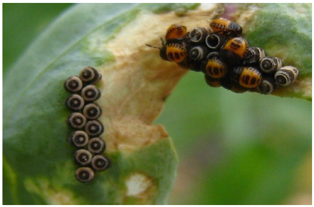 ukrainian-journal-ecology-larvae