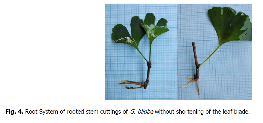 ukrainian-journal-ecology-leaf-blade