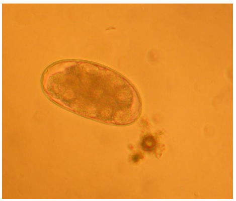 ukrainian-journal-ecology-oesophagostomum