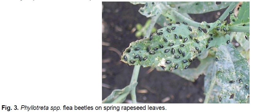 ukrainian-journal-ecology-rapeseed-leaves