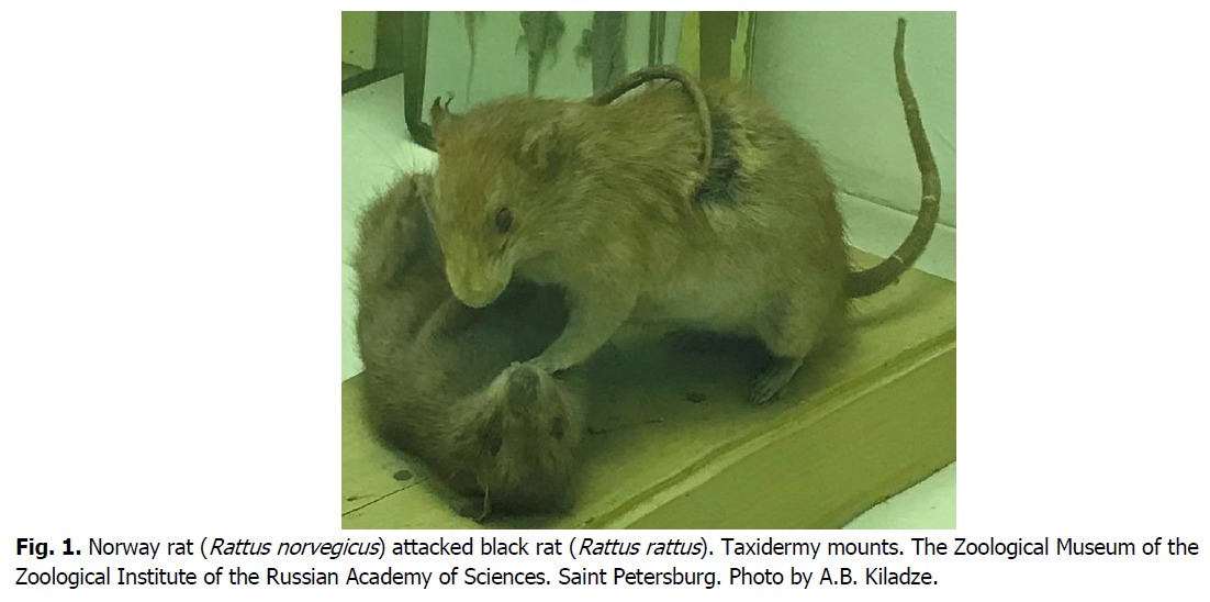 Bioinformatics Model Of Histoenzymatic Parameters Of The Skin Glands Of Norway Rattus Norvegicus And Black Rattus Rattus Rats