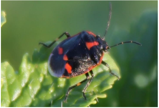 ukrainian-journal-ecology-training