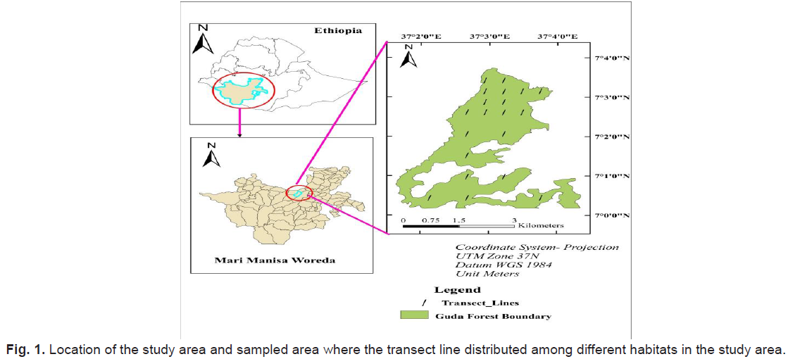 ukrainian-journal-ecology-transect-line