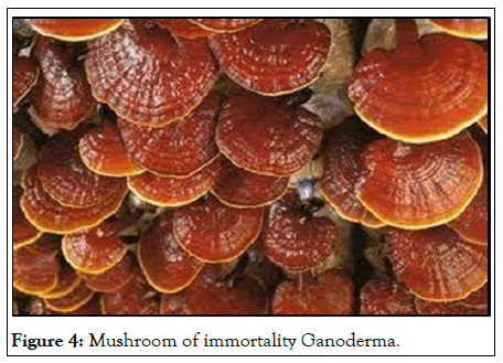 virology-mycology-ganoderma