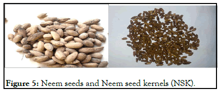 virology-mycology-kernels