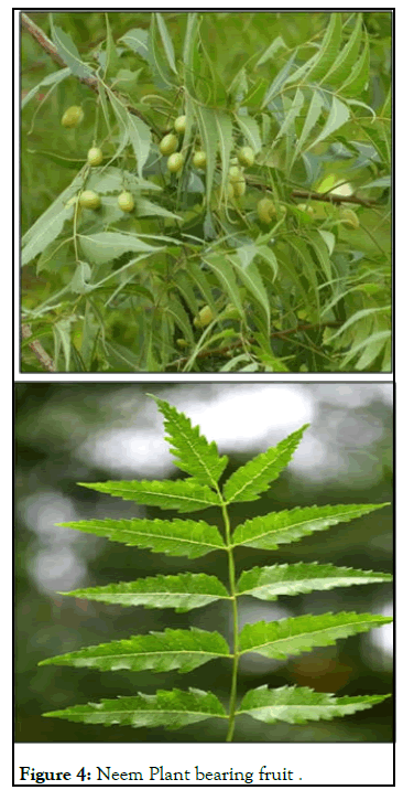 virology-mycology-neem