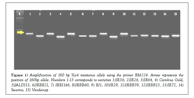 AGBIR-Amplification