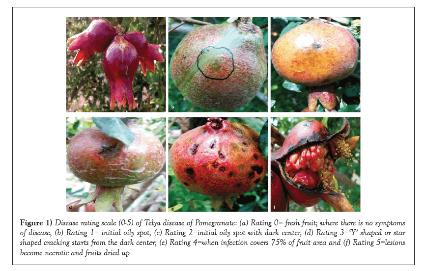 AGBIR-Pomegranate