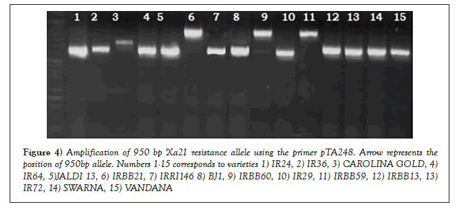 AGBIR-varieties