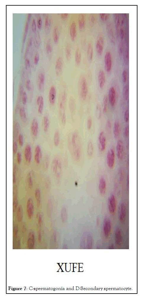 ANO-spermatocyte