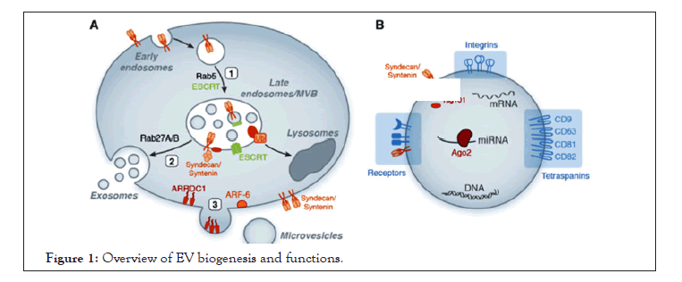 biogenesis