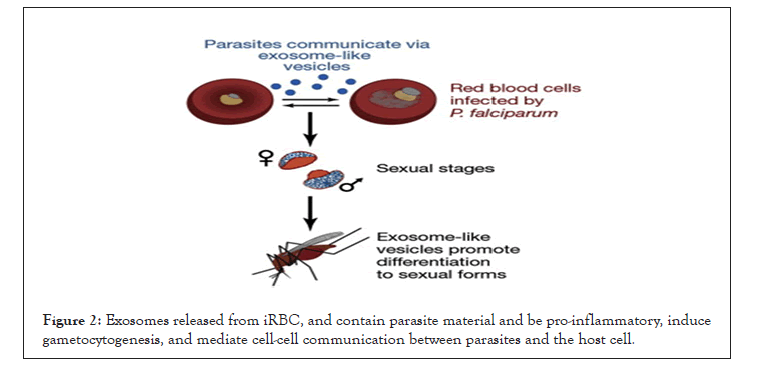 parasite