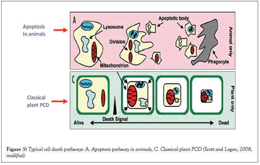 Apoptosis