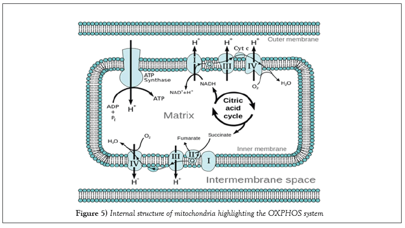 Internal