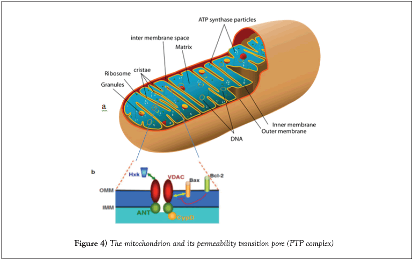 mitochondrion