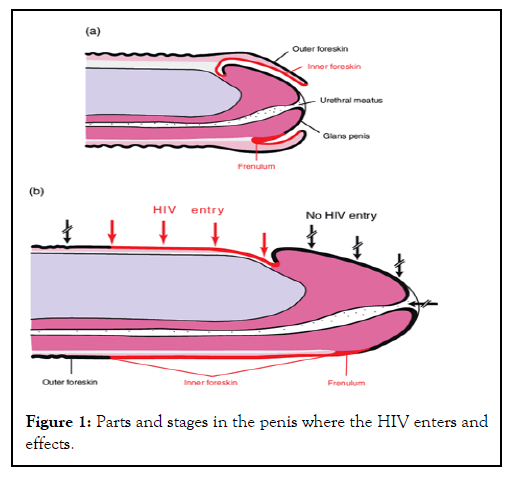 Andrology-stages