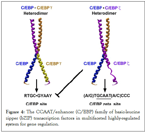 transcription