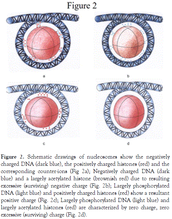 nucleosomes