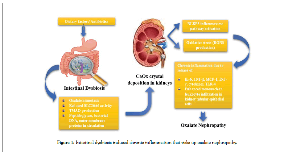 Cell-Science-oxalate