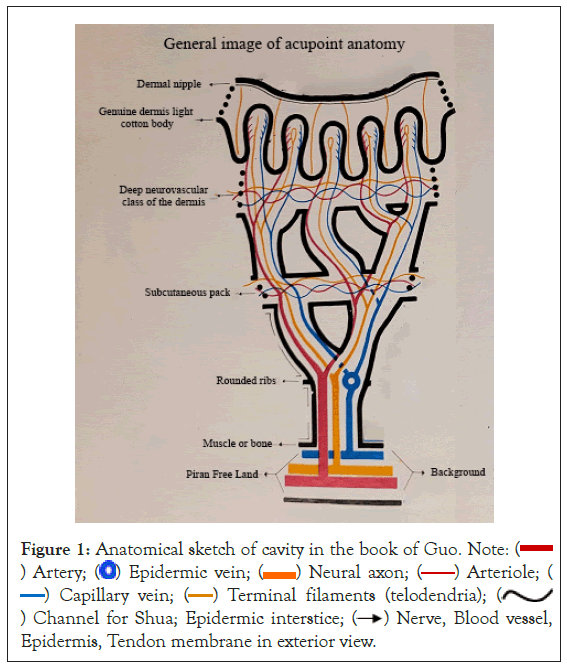 Clinical-Anatomical