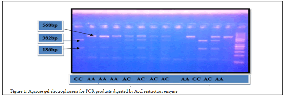 Agarose