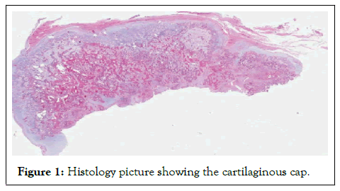 Histology