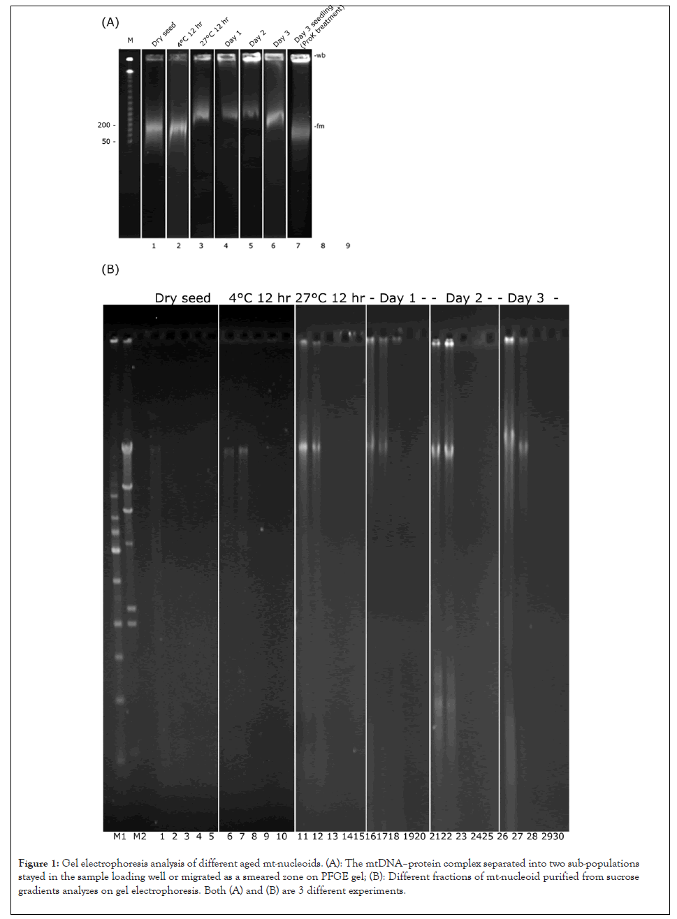 nucleoids