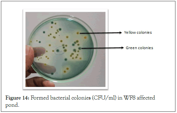 colonies