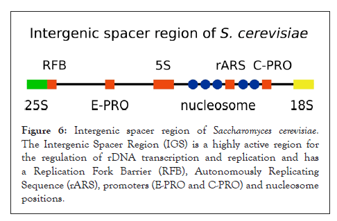 intergenic