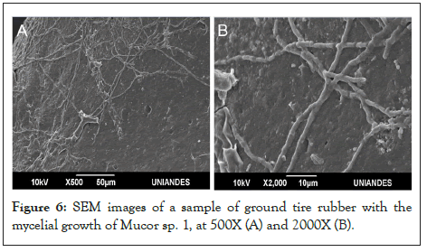 mucor