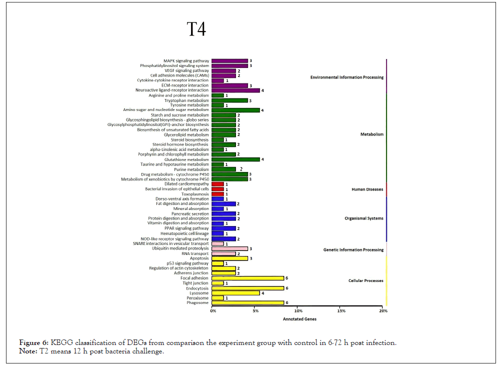 classification