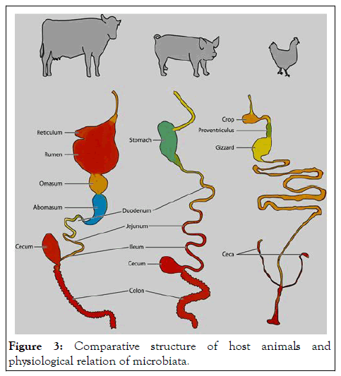 Gut microbiota Ecology role in animal nutrition and health performance