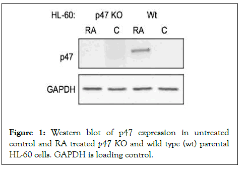 Leukemia-control