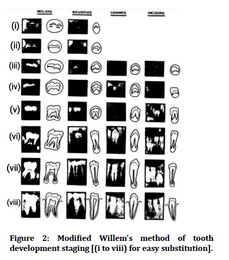 Medical-Dental-tooth