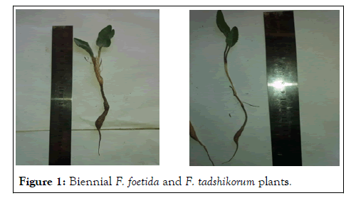 Plant-Biochemistry-Biennial