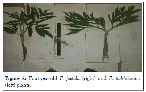 Plant-Biochemistry-Four