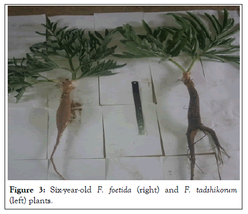 Plant-Biochemistry-Six