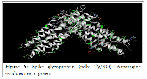 Asparagine