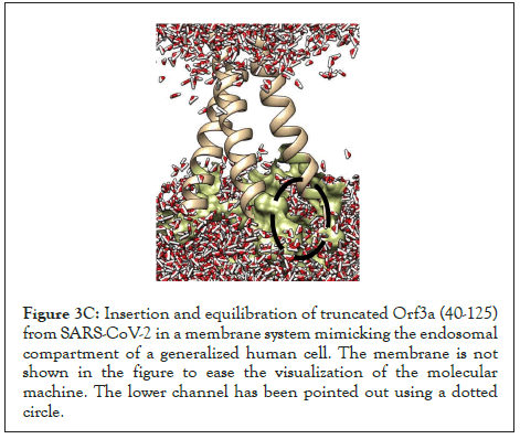 membrane