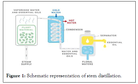 STEM